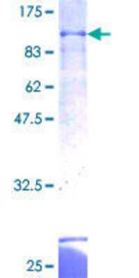 SDS-PAGE: Recombinant Human ZNF297B GST (N-Term) Protein [H00023099-P01]