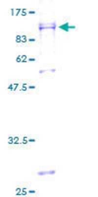 SDS-PAGE: Recombinant Human UBXD2 GST (N-Term) Protein [H00023190-P01]