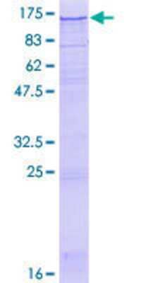 SDS-PAGE: Recombinant Human SEL1L3 GST (N-Term) Protein [H00023231-P01]