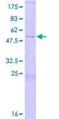 SDS-PAGE: Recombinant Human TSPYL4 GST (N-Term) Protein [H00023270-P01]