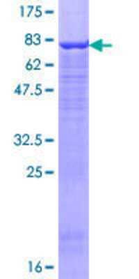 SDS-PAGE: Recombinant Human UBR2 GST (N-Term) Protein [H00023304-P01]