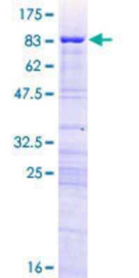 SDS-PAGE: Recombinant Human HUCE1 GST (N-Term) Protein [H00023378-P01]