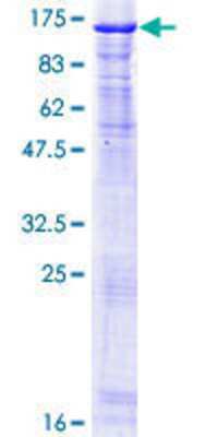 SDS-PAGE: Recombinant Human NCAPH GST (N-Term) Protein [H00023397-P01]