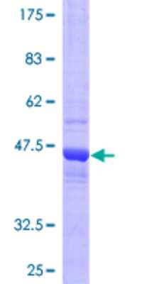 SDS-PAGE: Recombinant Human COMMD3 GST (N-Term) Protein [H00023412-P01]