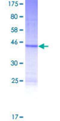 SDS-PAGE: Recombinant Human GR6 GST (N-Term) Protein [H00023434-P01]