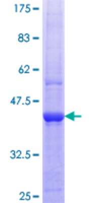 SDS-PAGE: Recombinant Human SAP130 GST (N-Term) Protein [H00023450-Q01]