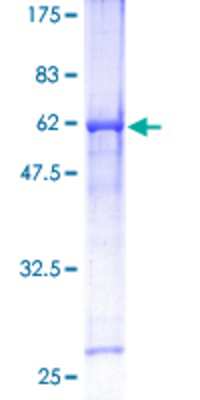 SDS-PAGE: Recombinant Human HEY1 GST (N-Term) Protein [H00023462-P01]