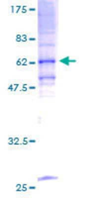 SDS-PAGE: Recombinant Human TRAM1 GST (N-Term) Protein [H00023471-P01]