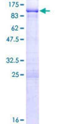 SDS-PAGE: Recombinant Human Pescadillo GST (N-Term) Protein [H00023481-P02]