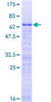 SDS-PAGE: Recombinant Human CBX7 GST (N-Term) Protein [H00023492-P01]