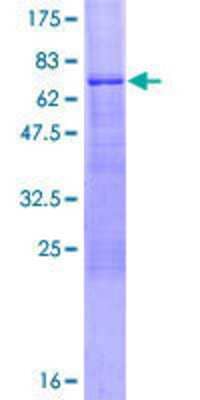 SDS-PAGE: Recombinant Human SEC14L2 GST (N-Term) Protein [H00023541-P01]