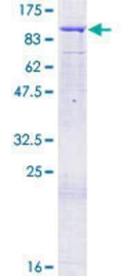 SDS-PAGE: Recombinant Human ORC3L GST (N-Term) Protein [H00023595-P01]