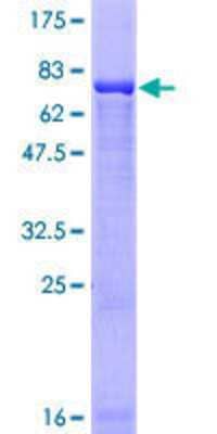 SDS-PAGE: Recombinant Human MKRN2 GST (N-Term) Protein [H00023609-P01]