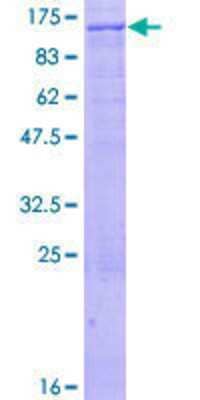 SDS-PAGE: Recombinant Human ZFP95 GST (N-Term) Protein [H00023660-P02]