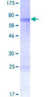 SDS-PAGE: Recombinant Human PISD GST (N-Term) Protein [H00023761-P01]