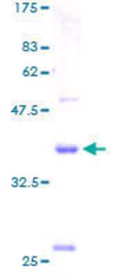 SDS-PAGE: Recombinant Human Claudin-15 GST (N-Term) Protein [H00024146-P01]