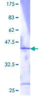 SDS-PAGE: Recombinant Human RPL36 GST (N-Term) Protein [H00025873-P01]