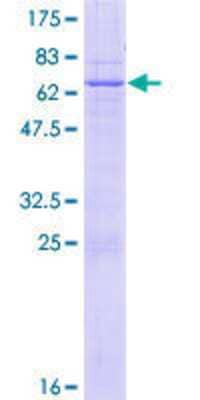 SDS-PAGE: Recombinant Human LETMD1 GST (N-Term) Protein [H00025875-P01]