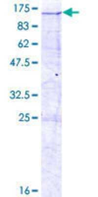 SDS-PAGE: Recombinant Human DKFZP434B168 GST (N-Term) Protein [H00025896-P01]