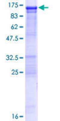 SDS-PAGE: Recombinant Human OSBPL3 GST (N-Term) Protein [H00026031-P01]