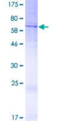 SDS-PAGE: Recombinant Human DCAF4 GST (N-Term) Protein [H00026094-P01]