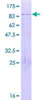 SDS-PAGE: Recombinant Human CHTOP GST (N-Term) Protein [H00026097-P01]