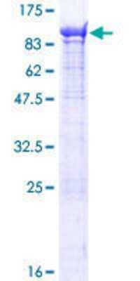 SDS-PAGE: Recombinant Human KIF1-binding protein GST (N-Term) Protein [H00026128-P01]