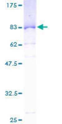 SDS-PAGE: Recombinant Human SERBP1 GST (N-Term) Protein [H00026135-P01]