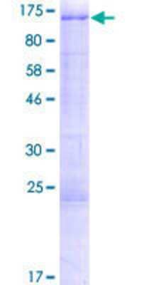 SDS-PAGE: Recombinant Human TRAF3IP1 GST (N-Term) Protein [H00026146-P01]