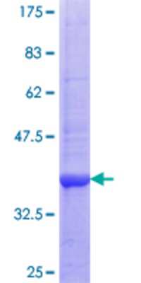 SDS-PAGE: Recombinant Human Lyp/PTPN22 GST (N-Term) Protein [H00026191-Q01]