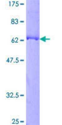 SDS-PAGE: Recombinant Human Pleckstrin-2 GST (N-Term) Protein [H00026499-P01]