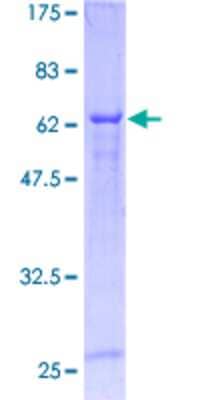 SDS-PAGE: Recombinant Human Cyclin M3 GST (N-Term) Protein [H00026505-P01]