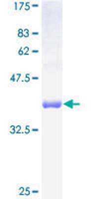 SDS-PAGE: Recombinant Human FXC1 GST (N-Term) Protein [H00026515-P01]