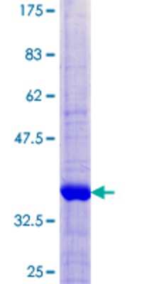 SDS-PAGE: Recombinant Human TIMM8B GST (N-Term) Protein [H00026521-P01]