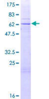 SDS-PAGE: Recombinant Human TRUB2 GST (N-Term) Protein [H00026995-P01]