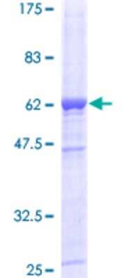 SDS-PAGE: Recombinant Human DAPP1 GST (N-Term) Protein [H00027071-P01]