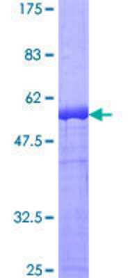 SDS-PAGE: Recombinant Human DAPP1 GST (N-Term) Protein [H00027071-P02]