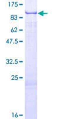 SDS-PAGE: Recombinant Human RPUSD2 GST (N-Term) Protein [H00027079-P01]