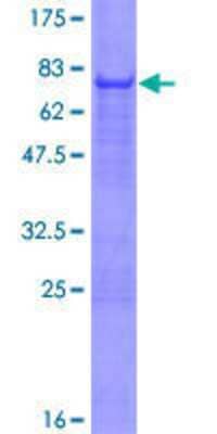 SDS-PAGE: Recombinant Human PDE7B GST (N-Term) Protein [H00027115-P01]