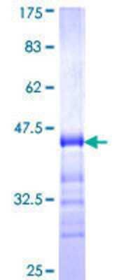 SDS-PAGE: Recombinant Human TJP3 GST (N-Term) Protein [H00027134-Q01]