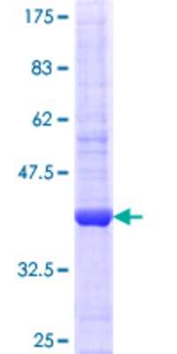 SDS-PAGE: Recombinant Human Ago2/eIF2C2 GST (N-Term) Protein [H00027161-Q01]