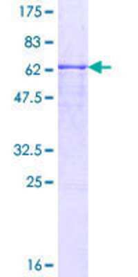 SDS-PAGE: Recombinant Human SMPDL3B GST (N-Term) Protein [H00027293-P01]