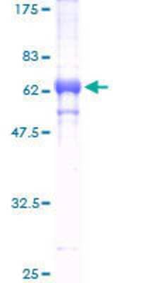 SDS-PAGE: Recombinant Human TRIB2 GST (N-Term) Protein [H00028951-P01]