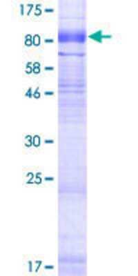 SDS-PAGE: Recombinant Human SLC6A16 GST (N-Term) Protein [H00028968-P01]