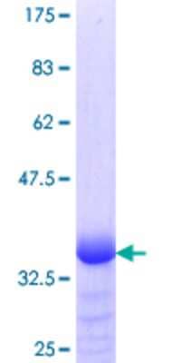 SDS-PAGE: Recombinant Human KLF15 GST (N-Term) Protein [H00028999-Q01]