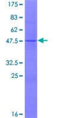 SDS-PAGE: Recombinant Human MRPL18 GST (N-Term) Protein [H00029074-P01]