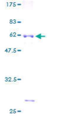 SDS-PAGE: Recombinant Human MRPL15 GST (N-Term) Protein [H00029088-P01]