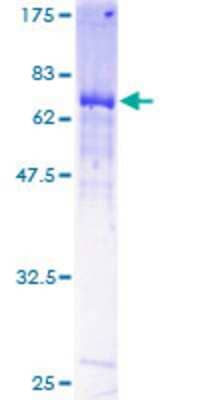 SDS-PAGE: Recombinant Human MYLIP GST (N-Term) Protein [H00029116-P01]