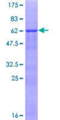 SDS-PAGE: Recombinant Human ABT1 GST (N-Term) Protein [H00029777-P02]