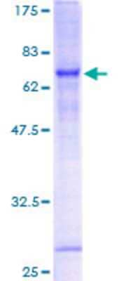 SDS-PAGE: Recombinant Human PARVB GST (N-Term) Protein [H00029780-P01]